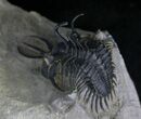 Spiny Walliserops Hammi Trilobite - Excellent Prep #22129-7